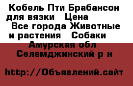 Кобель Пти Брабансон для вязки › Цена ­ 30 000 - Все города Животные и растения » Собаки   . Амурская обл.,Селемджинский р-н